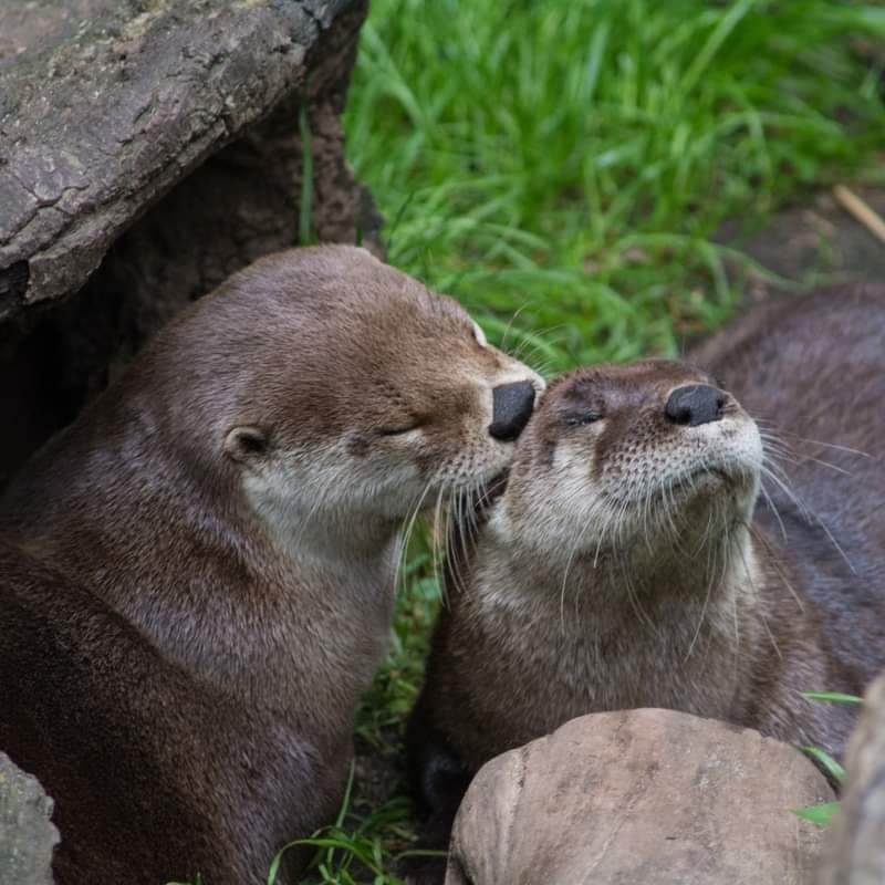 wholesomeotter1