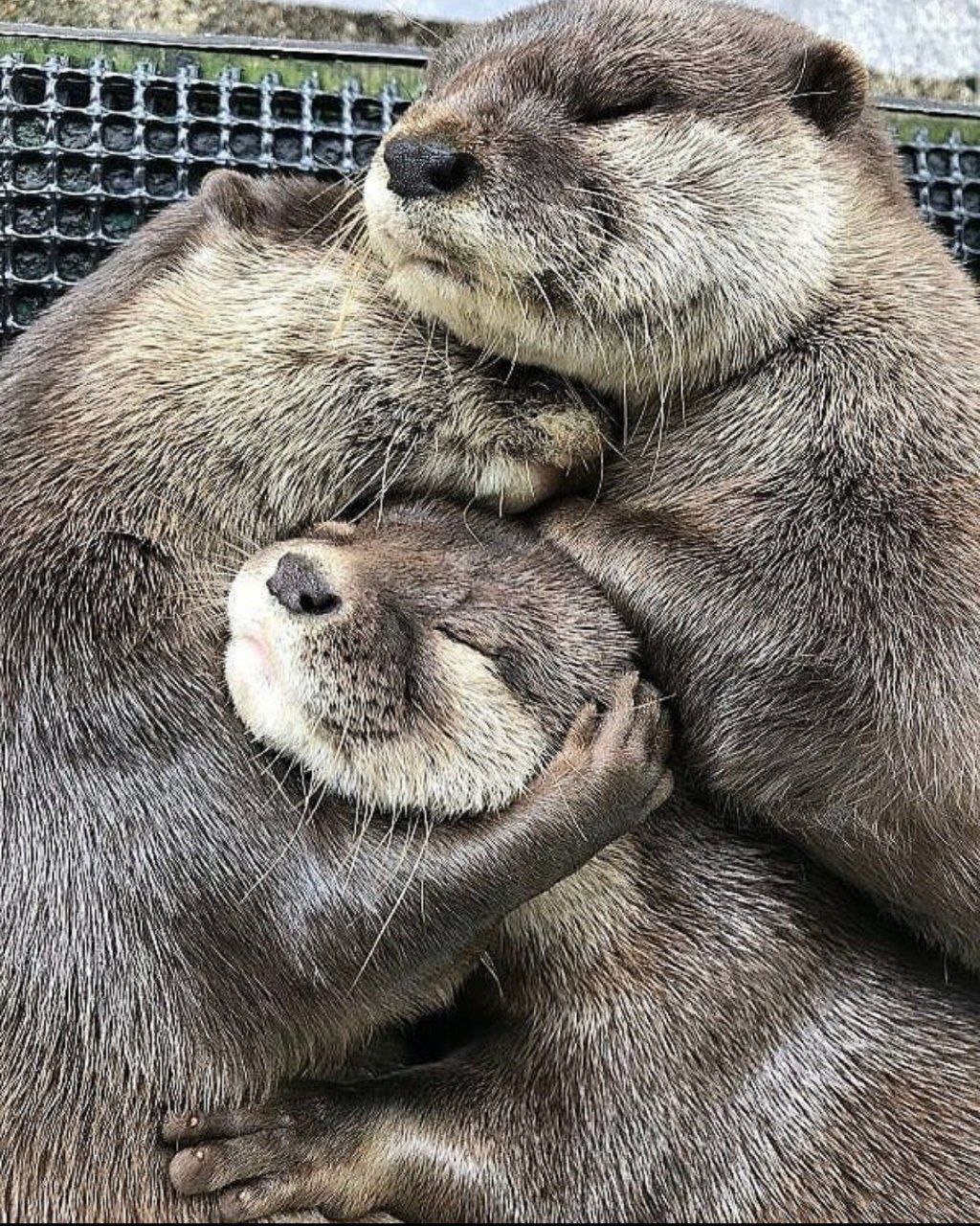 wholesomeotter2