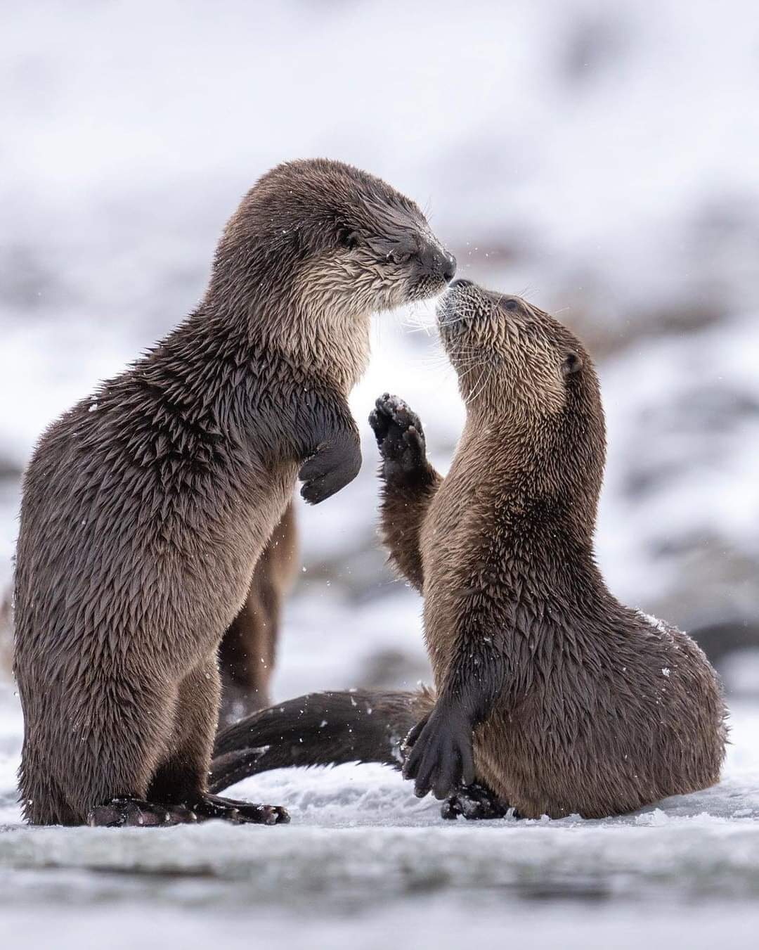 wholesomeotter3