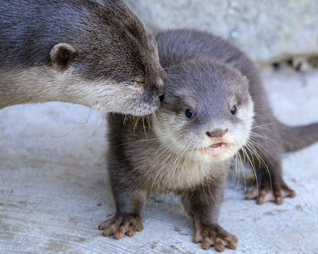 wholesomeotter4